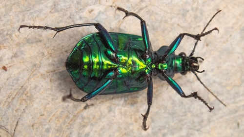 Texas Green Calosoma
