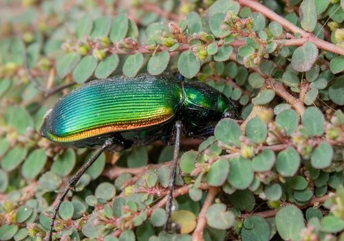 Texas Green Calosoma