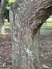 Tabebuia rosea image