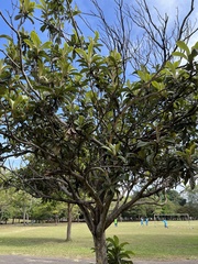 Eriobotrya japonica image