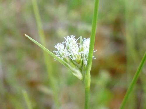 white beak-sedge
