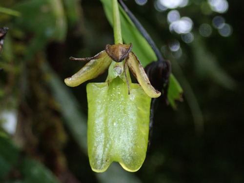 Epidendrum orbiculatum image