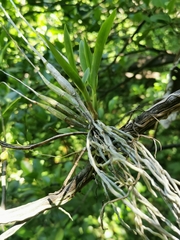 Barkeria obovata image