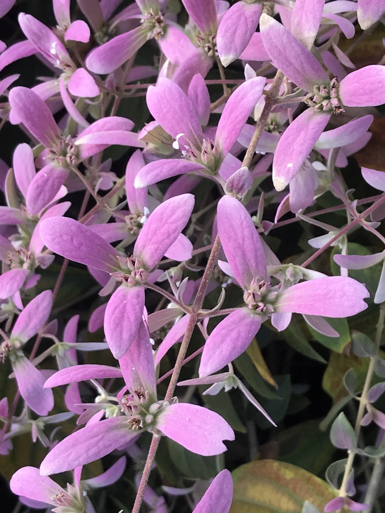 Congea tomentosa (Congea tomentosa)