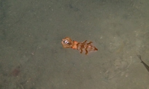photo of Inshore Squids (Myopsida)