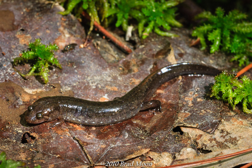 Valentine’s Southern Dusky Salamander