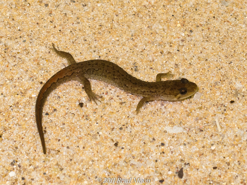 Spotted Dusky Salamander