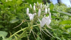 Image of Cleome houtteana