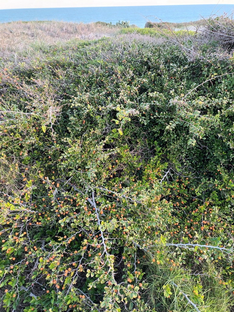 Hackberry
