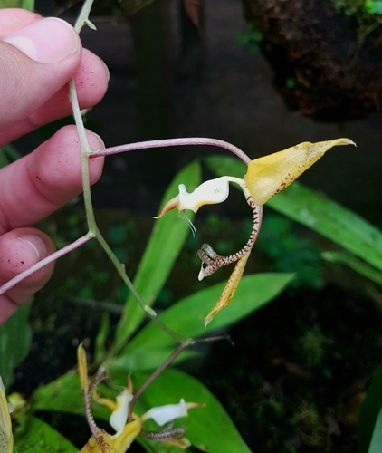 Gongora aceras