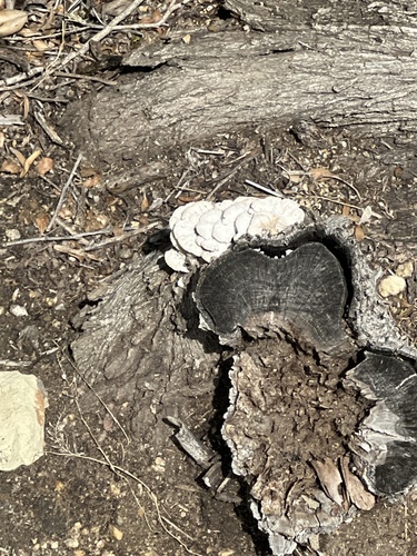iNaturalist observation photo of Ganoderma polychromum