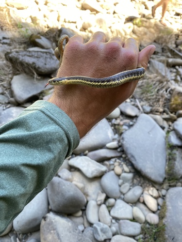 iNaturalist observation photo of Aquatic Garter Snake