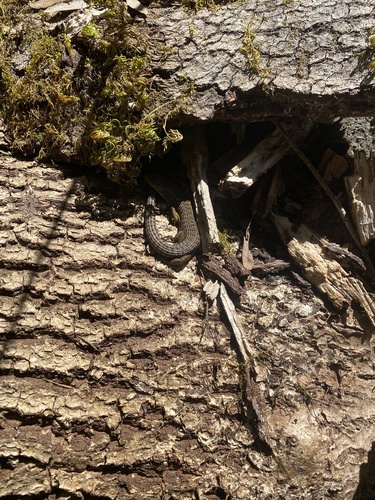 iNaturalist observation photo of Northern Alligator Lizard