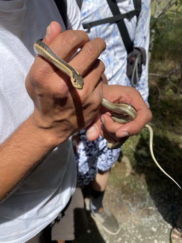 iNaturalist observation photo of Coast Garter Snake