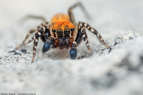 Algerian Jumping Spider