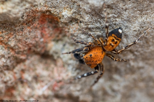 Algerian Jumping Spider