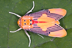 Image of Lepidokirbyia vittipes