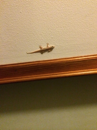 Asian House Gecko — seen at this dive site