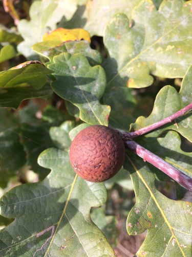 Oak Marble Gall Wasp