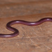 Earthworm Blind Snake - Photo (c) Sebastian Hoefer, all rights reserved, uploaded by Sebastian Hoefer