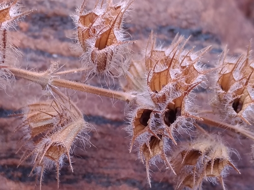 Wide Spikenard