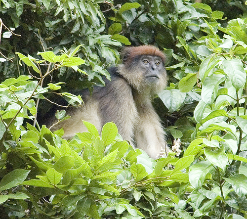 Ashy Red Colobus
