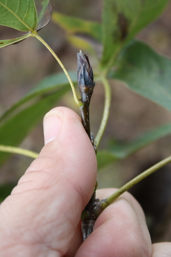 Carolina shagbark hickory
