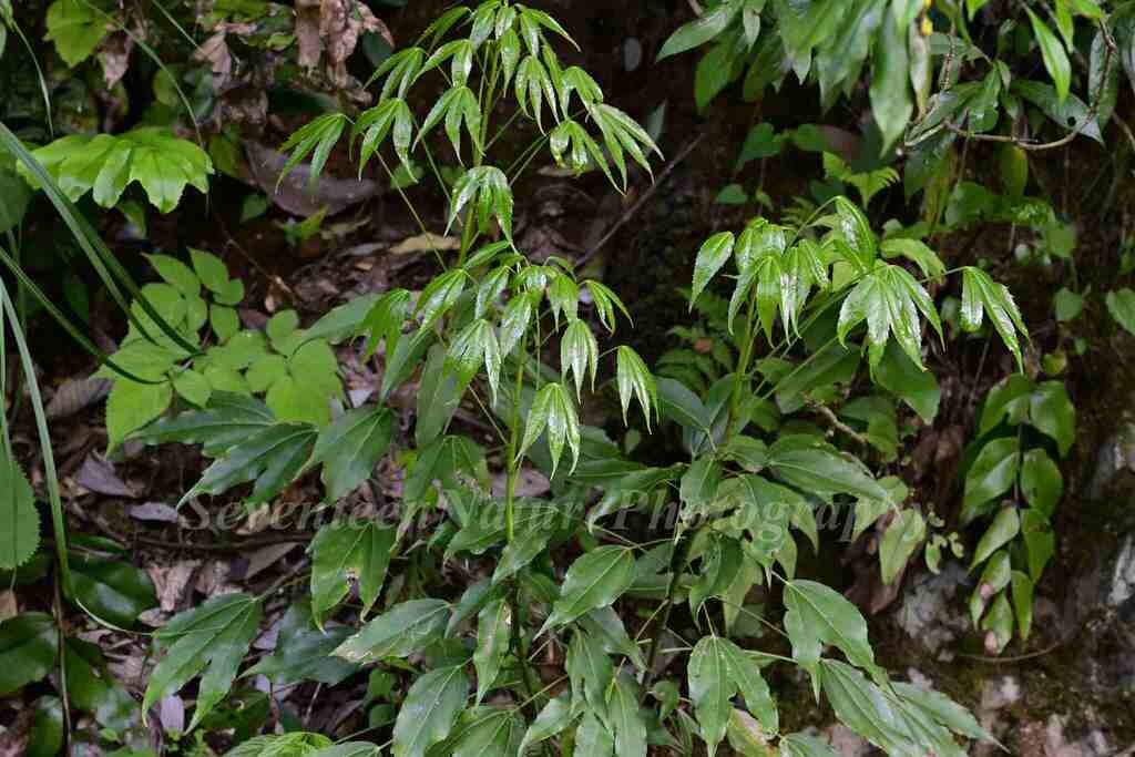 Metapanax davidii (Metapanax davidii)