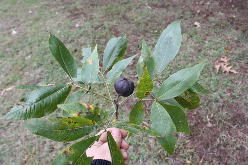 Carolina shagbark hickory
