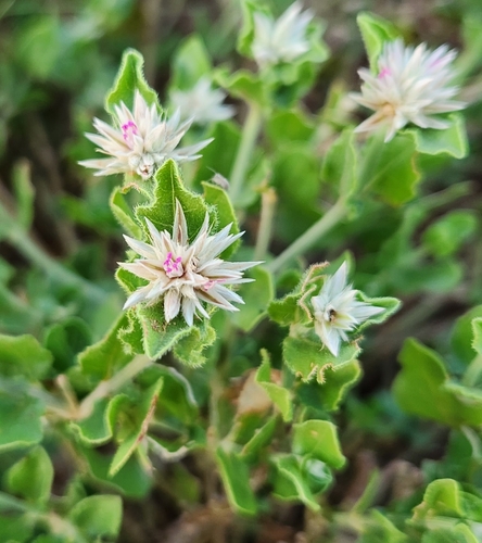 Cyathula lanceolata