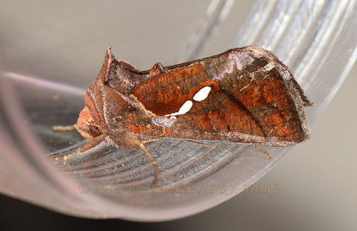 Erythroplusia pyropia · iNaturalist