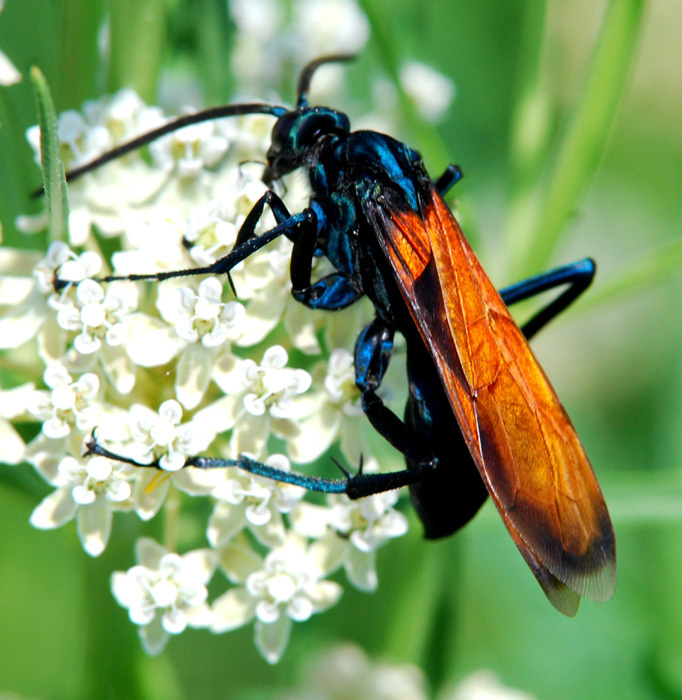 Honey Bee (NPS National Capital Region Bees and Wasps) · iNaturalist