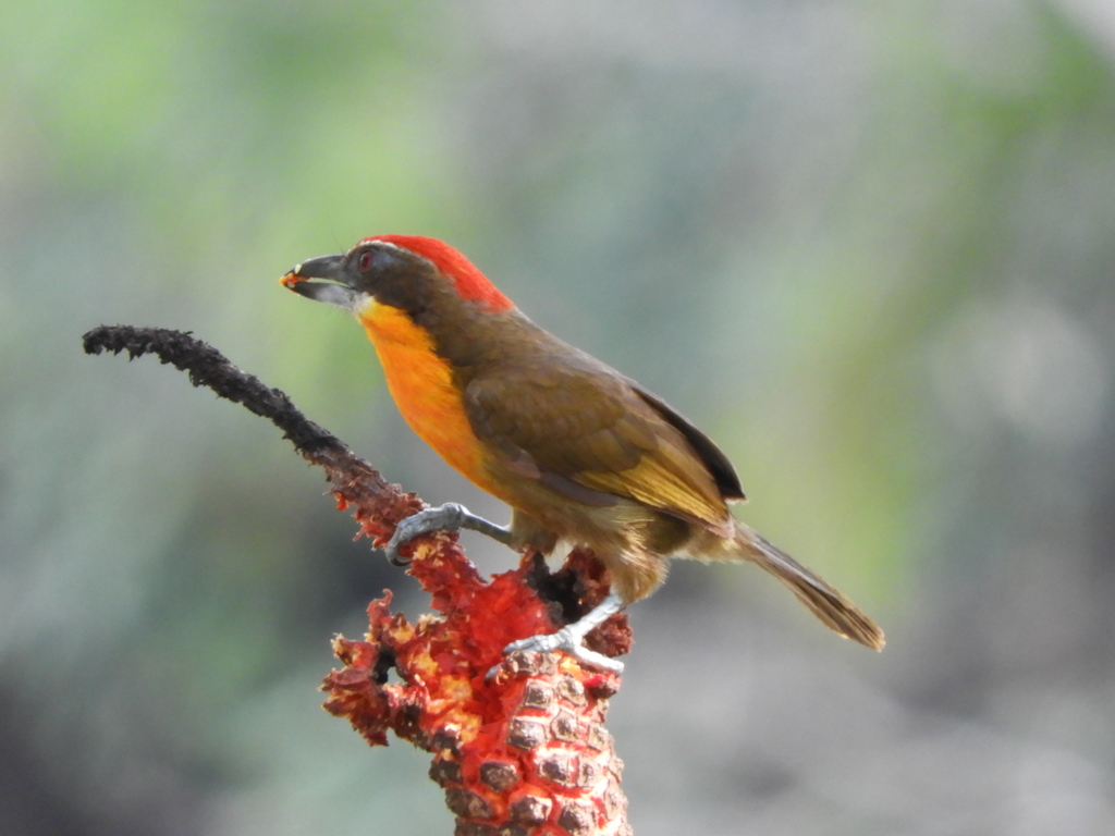 Scarlet-crowned Barbet photo