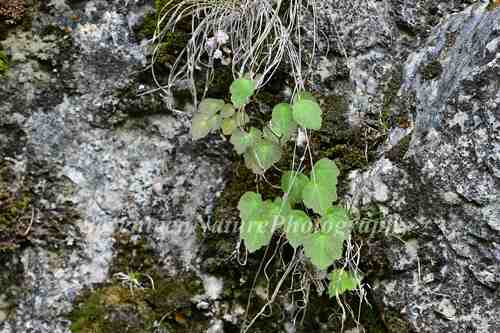 Pallid lotus-leaf meadow-rue (Thalictrum ichangense)