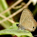 Indian Tailless Lineblue - Photo (c) Rajib Maulick, all rights reserved, uploaded by Rajib Maulick