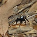 Northern Mouse Spider - Photo (c) Julien B., all rights reserved, uploaded by Julien B.
