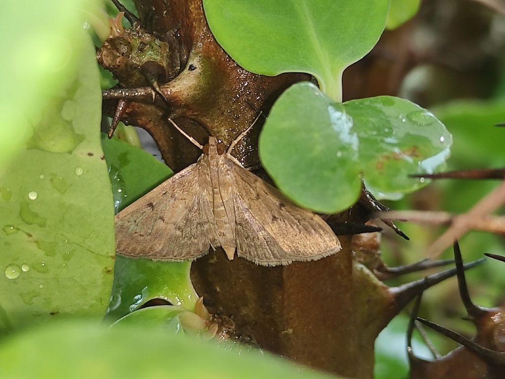 Grass Webworm Moth From Kawkareik On May 4 2023 By Min Khant Naing   Large 