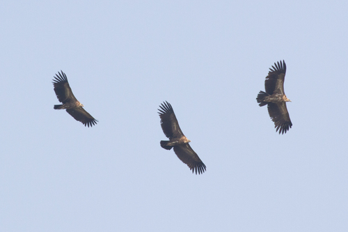 Himalayan Griffon