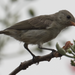 Pale-billed Flowerpecker - Photo (c) Rahul Demello, all rights reserved, uploaded by Rahul Demello