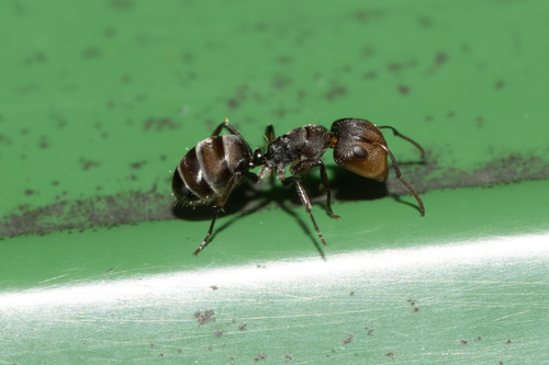Camponotus reticulatus sericellusCamponotus reticulatus sericellus