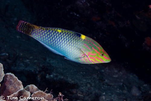 Checkerboard Wrasse (Halichoeres hortulanus) · iNaturalist