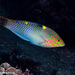 Checkerboard Wrasse - Photo (c) Tim Cameron, all rights reserved