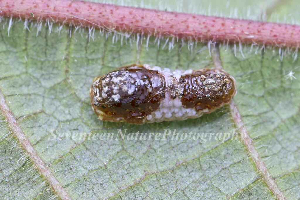 Slug Caterpillar Moths in April 2023 by 石柒 · iNaturalist