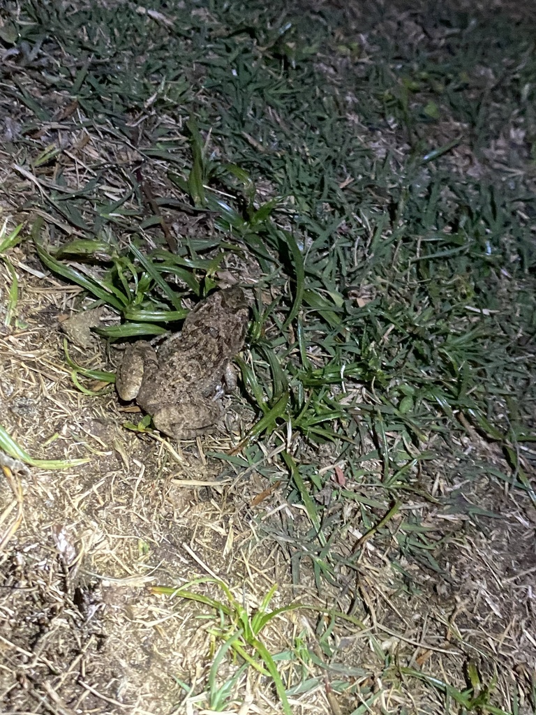 Rice field frog from 平岩, 日向市, 宫崎县, JP on May 4, 2023 at 12:59 AM by ...