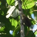 Pale-browed Treehunter (Rufous-Tailed) - Photo (c) Luke Berg, all rights reserved, uploaded by Luke Berg