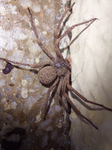 Sicarius tropicus (Mello-Leitão, 1936)