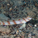 Diagonal Shrimpgoby - Photo (c) Tim Cameron, all rights reserved