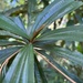 Miconia chrysophylla - Photo (c) gabrielly_delamarche, כל הזכויות שמורות, הועלה על ידי gabrielly_delamarche