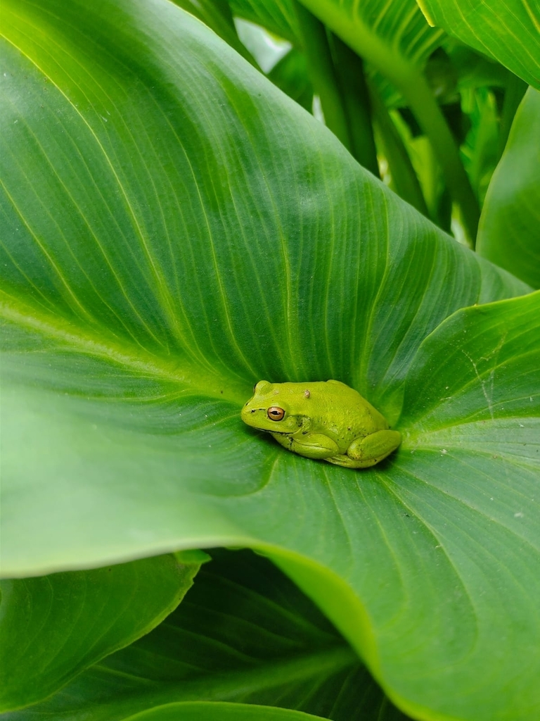 Green Dotted Tree Frog from Ciudadela Colsubsidio, Engativá, Bogotá ...