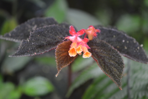 Begonia lehmannii image